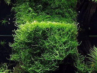 Jávsky mach - Java Moss - Taxiphyllum barbieri