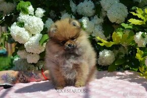 Pomeranian s FCI PP