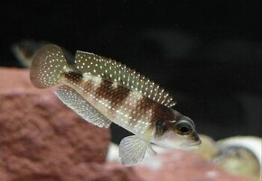 Lamprologus meleagris