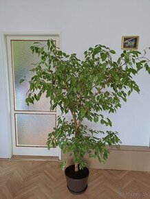 Ficus benjamina - 1