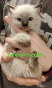 Ragdoll kocúrik bez PP