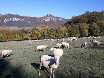 Dojič/ka, ošetrovateľ oviec