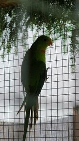 Papagaj nádherný Baraband - 1