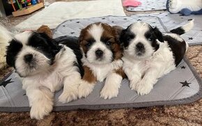 Shih -tzu