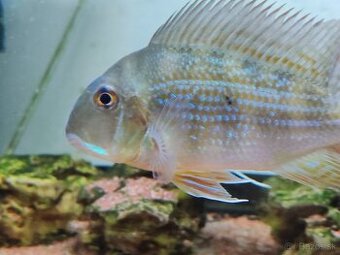 Geophagus Altifrons