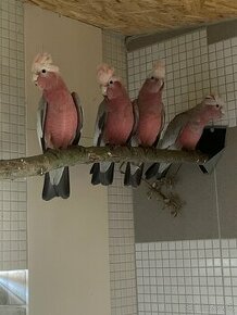 Kakadu ružový