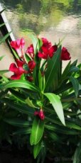 Oleander - 1