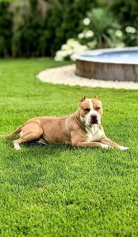 American bully - krytie - 1