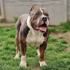 American bully XL s PP, reg. Abkc-krytie