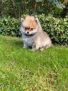 Špic Pomeranian - 1