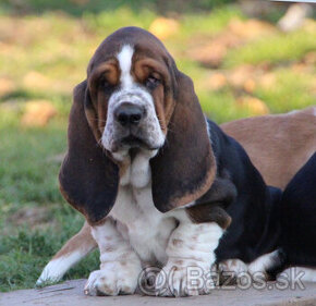 Basset Hound - šteniatka s PP zo zahraničného krytia