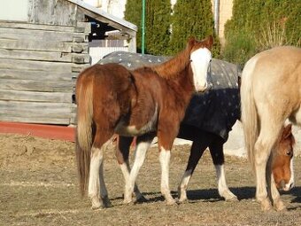 Quarter horse zrebec, double register