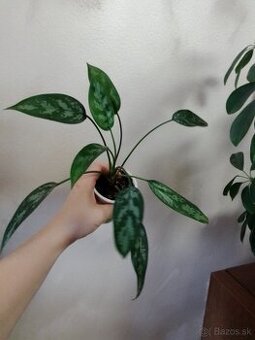 Aglaonema maria - Košice | Bazoš.sk