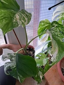 Monstera Albo,monstera Thai,monstera Minima