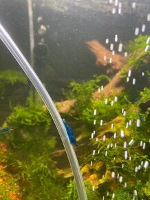 Neocaridina davidi - Blue Dream - 1 KS ZADARMO