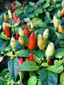 SEMENA Chilli Prairie Fire - Capsicum annuum