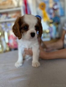 Cavalier king Charles spaniel s PP