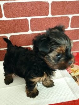 Yorkshire terrier, yorkshirsky terier, york