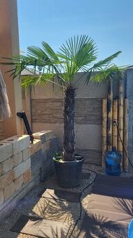 Trachycarpus Fortunei 100/120 cm kmeň