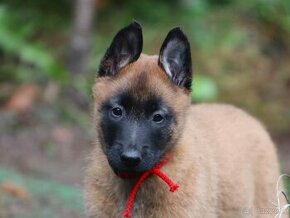 Belgický ovčiak - Malinois s PP, 1 psík, 3 sučky