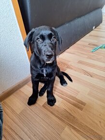 Labrador retriever