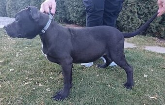 J&K bullys "ponúkame na predaj American bully Xl