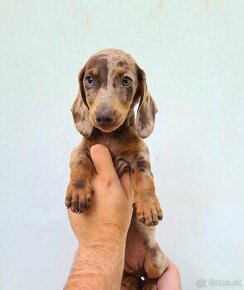 jazvečík dachshund - 1