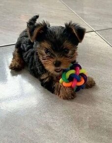 yorkshire terrier mini - 1