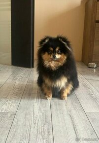 Pomeranian fenka