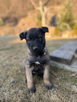 ŠTENIATKA BELGICKÝ OVČIAK MALINOIS  s PP