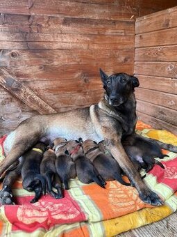 ŠTENIATKA BELGICKÝ OVČIAK MALINOIS  s PREUKAZOM PÔVODU