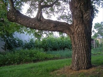 Darujem orech za odvoz