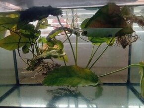 Rastliny do akvaria - 1