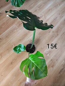 Monstera