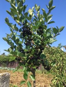 Aronia ciernoploda - Nero - stromkova forma