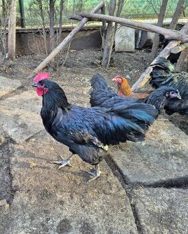 Australorp kohuty