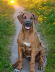 Rhodesian Ridgeback