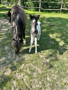 Pony kobylka so žriebätkom