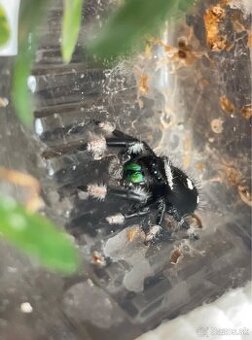 Phidippus regius (Everglades) - 1