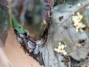 Isopod Porcellio Leavis Dairy Cow