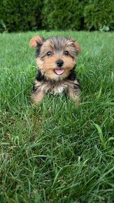 Yorkshire terrier - 1