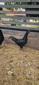 Ponukam tohtorocne kohuty Ayam Cemani