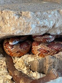 Užovky červené + terarium