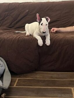 Bullterrier/Bulterier