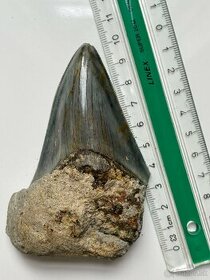 Zub Megalodon (Otodus megalodon), 9,9cm Predane