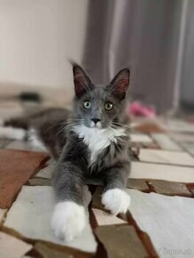 Mainska mývalia, maine coon, MCO