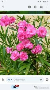 Oleander