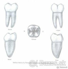 Dentálna hygiena - Prešov, podklady na prijímačky