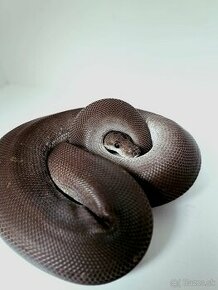 PYTÓN KRÁĽOVSKÝ 8BALL HET ALBINO SAMICA ´20