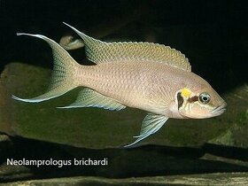 Neolamprologus brichardi